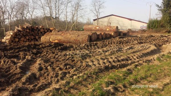 ehunka_urte_zituzten_haritzak_bota_dituzte_baionan