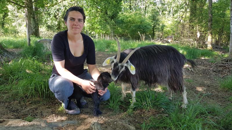 ahuntz_pireneikaren_besta_maiatzaren_15ean_donibane_lohizunen