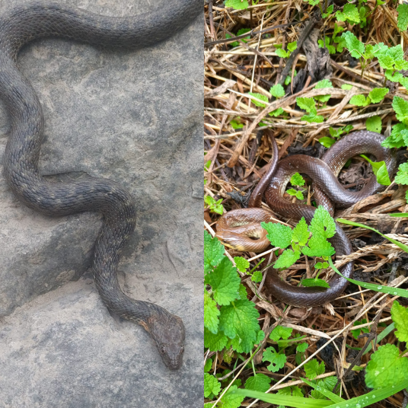 Mundu%20osoan%20bada%20mesfidantza%20sugearekiko_%20bainan%20Euskal%20Herrian%20errespetu%20gehiago%20diogu