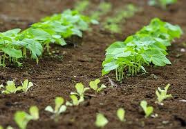 baratzegintzaren_gogoetak