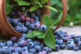 euskal_herriko_ahadia