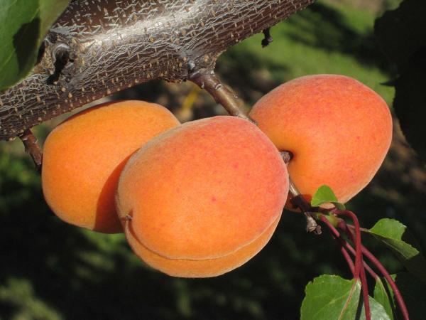 arbeletxa_hotz_eta_bero_artean