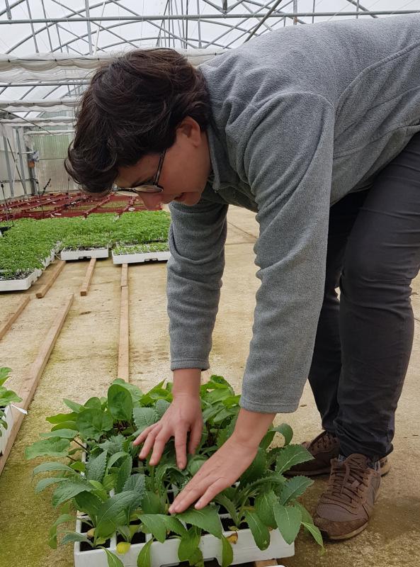 baratzeko_landare_ttipiak_eskuragarri_oraino_garron