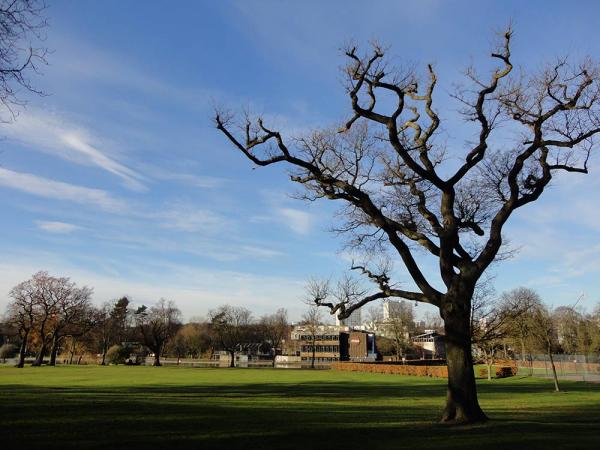 zuhaitzen_mozteko_maneraz