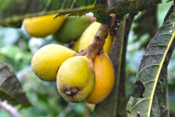 proventza_lurraldetik_etorri_fruitua