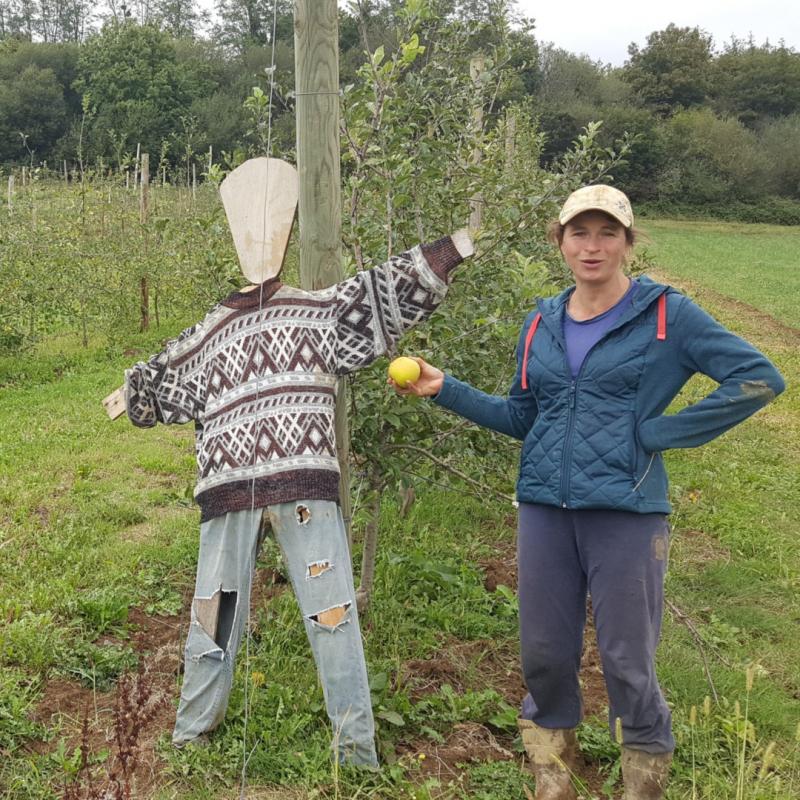 garroko_sagardi_gaztearen_lehen_fruituak_bildu_dituzte_aurten