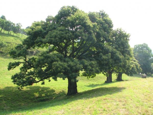 gaztainondoari_kalakan