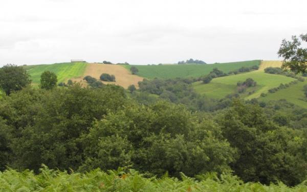 hazparneko_zuhaitzak