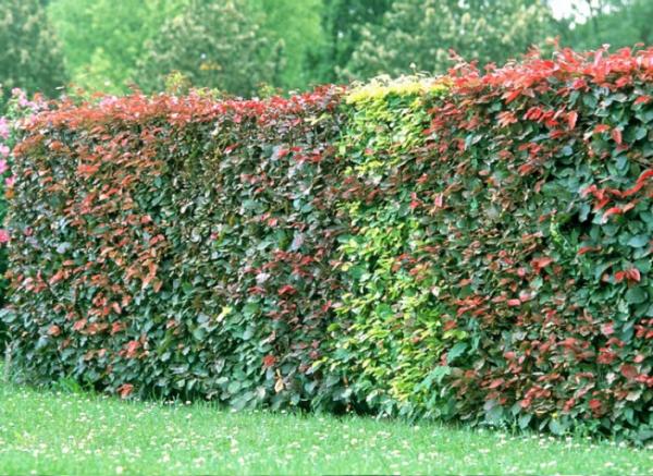 hesiak_moztu_eta_garbitu