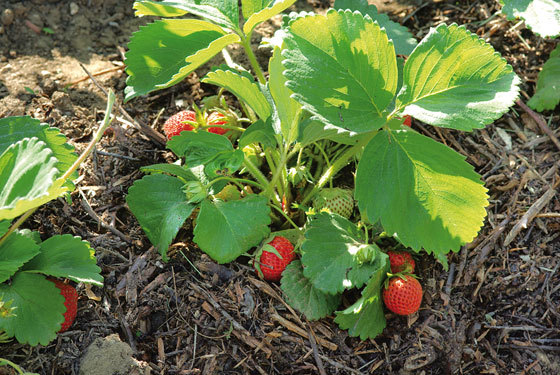 udaberriko_lehen_egunetako_lanak_baratzean