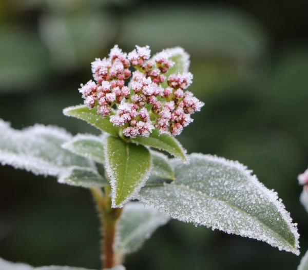 landareek_hotza_maite_ote_dute_