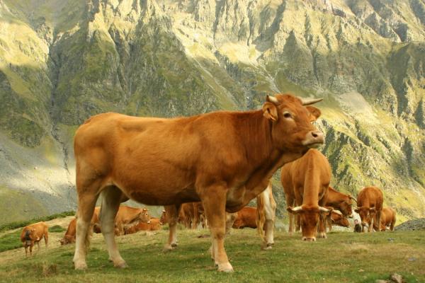 kabalen_garrantzia_zikloan