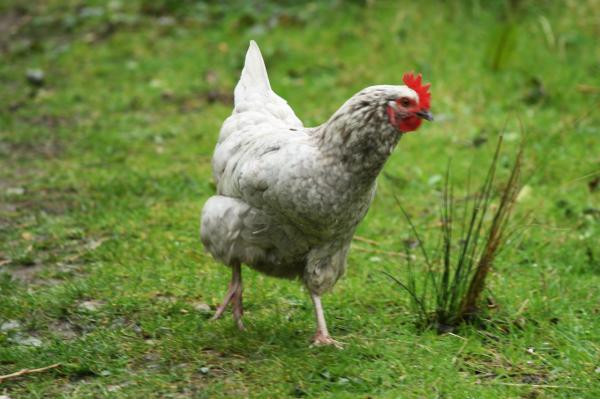 izenak_tequila_eta_oilo_bat