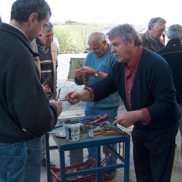 sagardi_baten_segipena_ikasteko