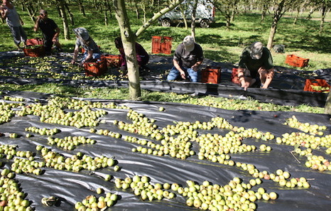 sagartzearen_kolekzioa