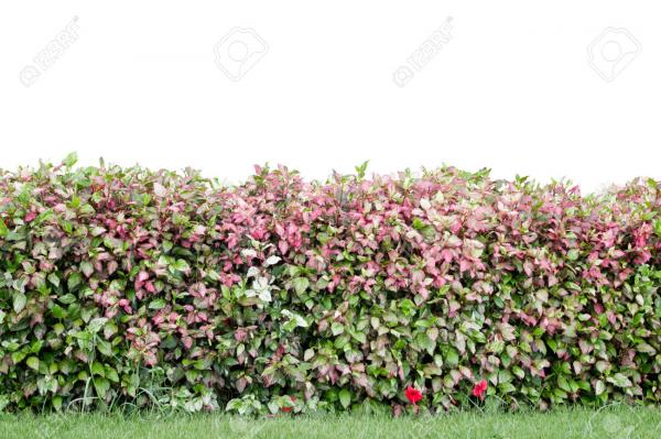 sasi_guztien_gainetik