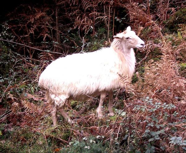 formatu_eta_trukatu_ezpeletan