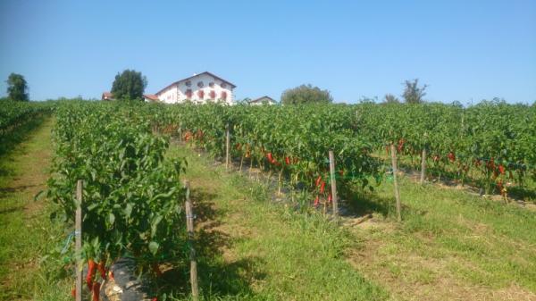 senpereko_etxaldeetaz_hizketan