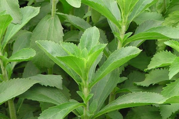 stevia_gabriel_durrutyren_ahotik