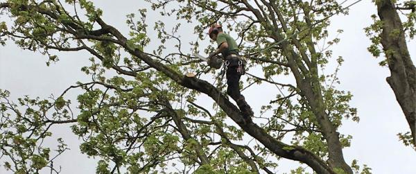 zuhaitzen_lepatzea_zer_da_