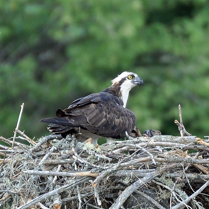 Europa%20osoan%2010.000%20Arrano%20Arrantzale%20bikote%20dira_%20gutti%20da