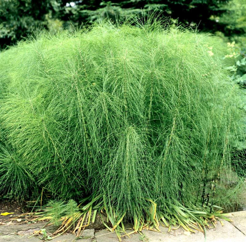 baratzea_biziarazteko_garaia_etorri_da