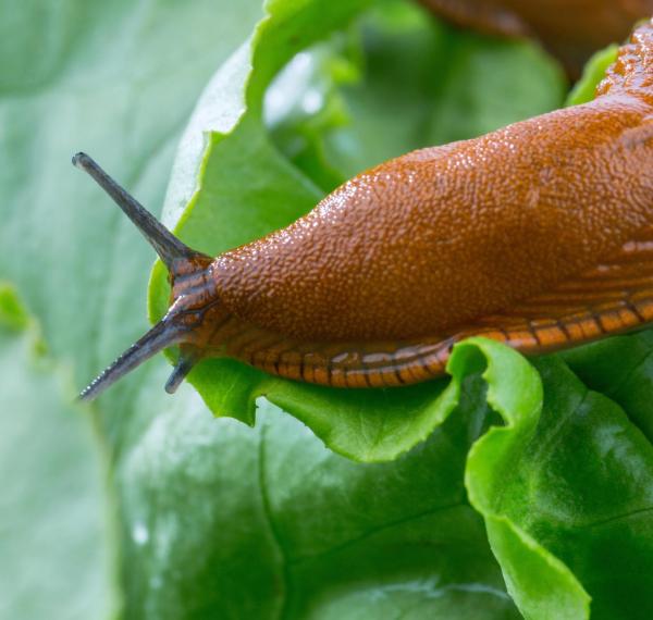 urte_berriarekin_produktu_kimikoen_debekua_gure_baratzeetan_ere