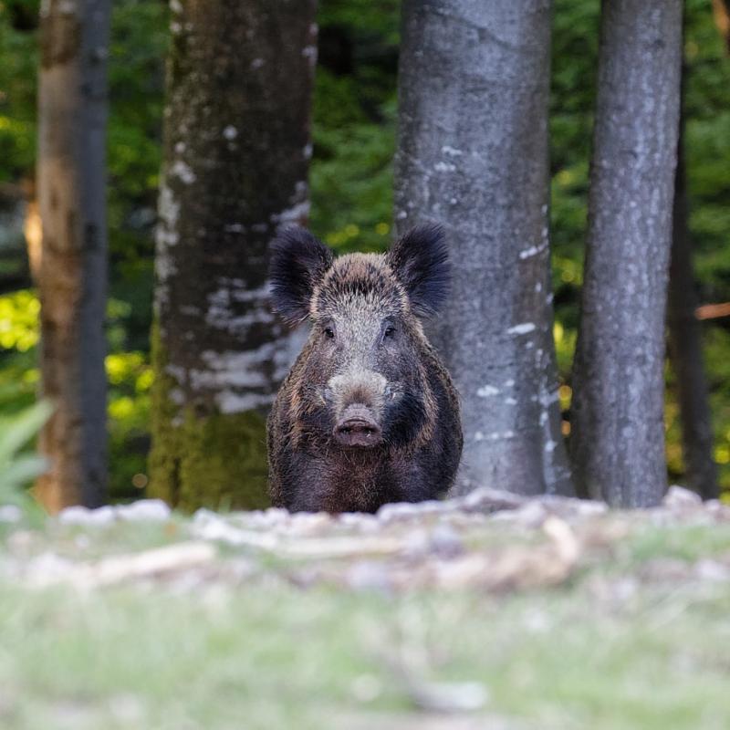 Helburua%20ez%20da%20basurdearen%20auzia%20egitea_%20justu%20ulertzea%20eta%20aipatzea%20basurdeak%20sortzen%20dituen%20tentsioak