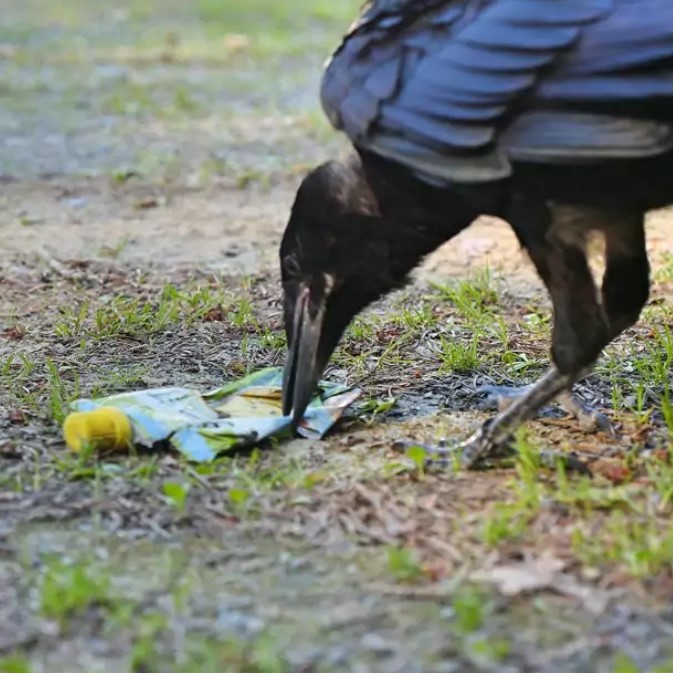 Belea_%20pika%20bezain%20ohoina%20eta%20zozoa?