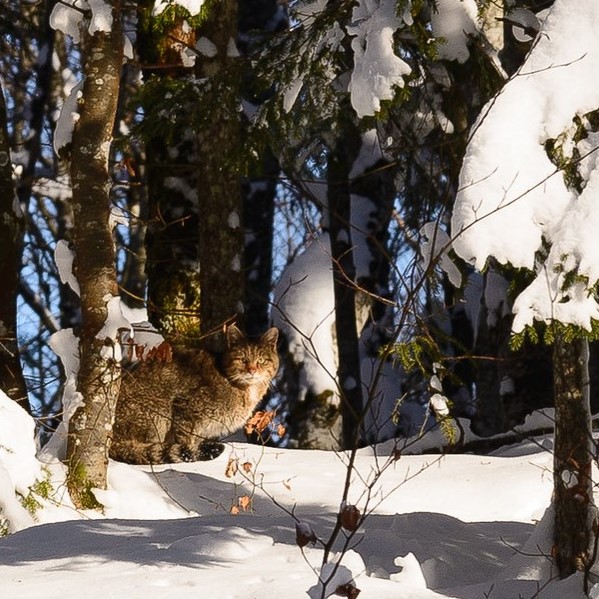 Katubasak%20gure%20mendi%20edo%20pentzeetan%20dira%20bainan%20ez%20dira%20usu%20ikusten