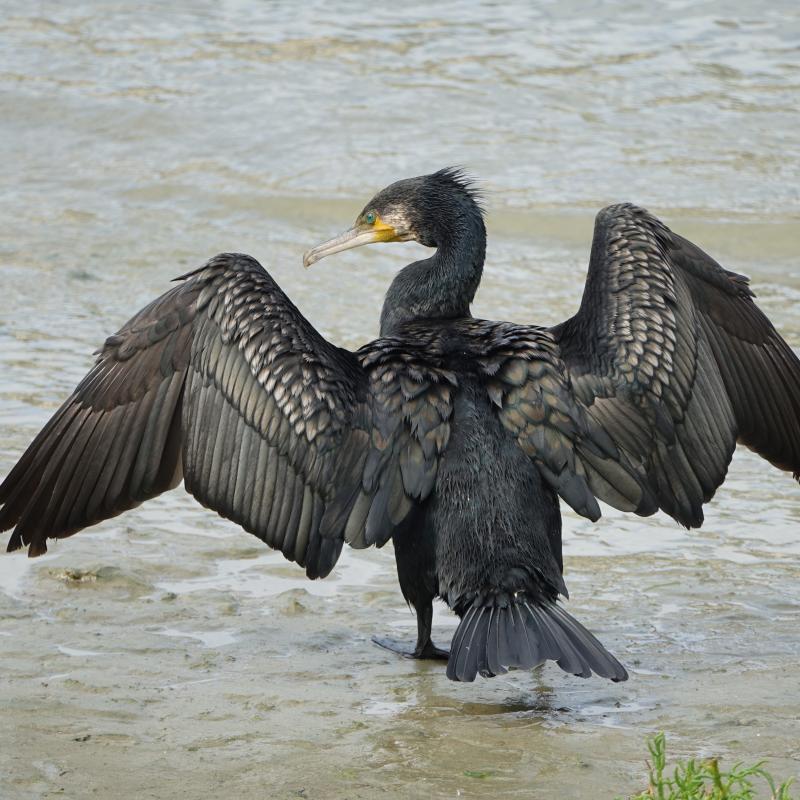 Itsas%20Belearen%20berezitasuna%20da%20murgiltzen%20dela_%20eta%20arrainak%20bakarrik%20jaten%20dituela