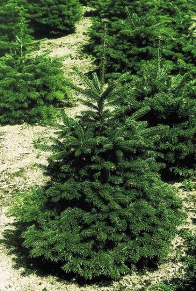 izaia_ongi_hautatu_eta_zergatik_ez_ondotik_landatu