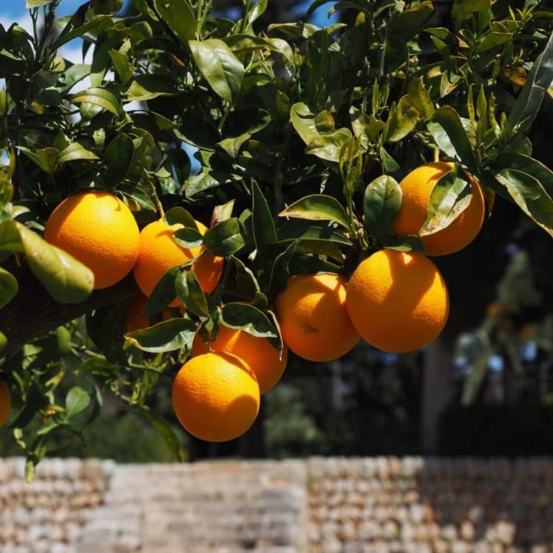 Beharbada%20behar%20genuzke%20landatu%20arrunt%20hegoaldeko%20landareak_%20zitroina%20ala%20klementinak