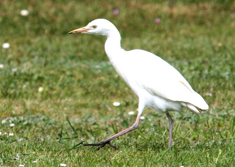 erreka_pentze_edo_euskal_herriko_bazter_guzietan_koartza_ikusten_da