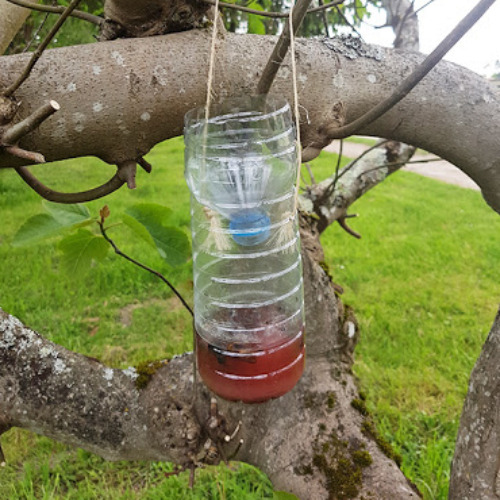 Geroz%20eta%20gehiago%20jendek%20zepoak%20eman%20eta%20leizor%20asiatiakoak%20harrapatzeko%20hobe