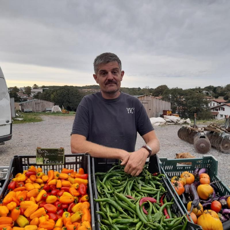 Baratxuria%20bezala_%20babaren%20landarea%20azkarra%20da_%20horma%20ttipiak%20badira%20suportatuko%20du