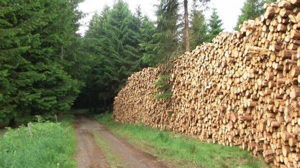 senpertarrek_egurrarentzat_galdea_berriz_egin_behar