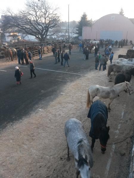 ezpeletako_pottoka_feria