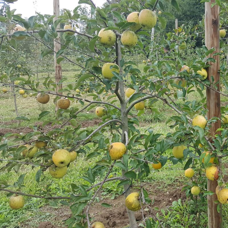 Sagarrondoei%20etxearen%20izena%20ematen%20zitzaien