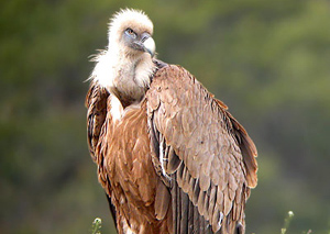 euskal_herriko_20_sai_arre_bulgariarat_joan_dira