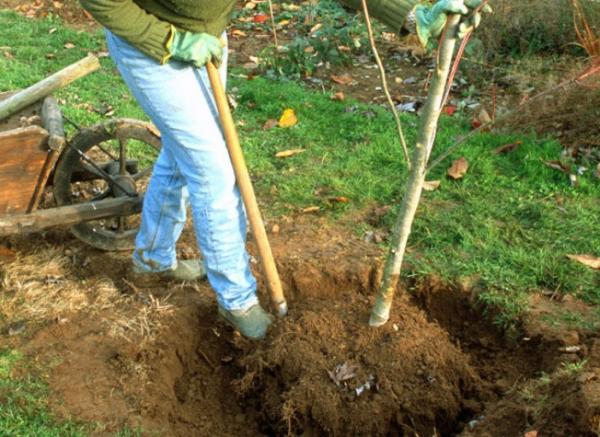 zuhaixkak_birlandatzeko_garai_ona_da