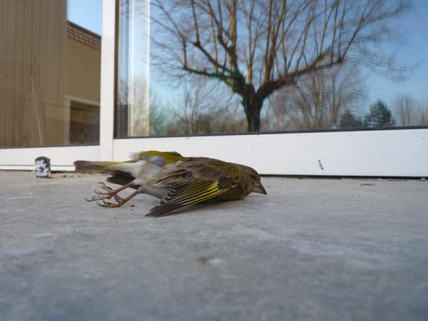 txori_mozkorren_istorio_bat