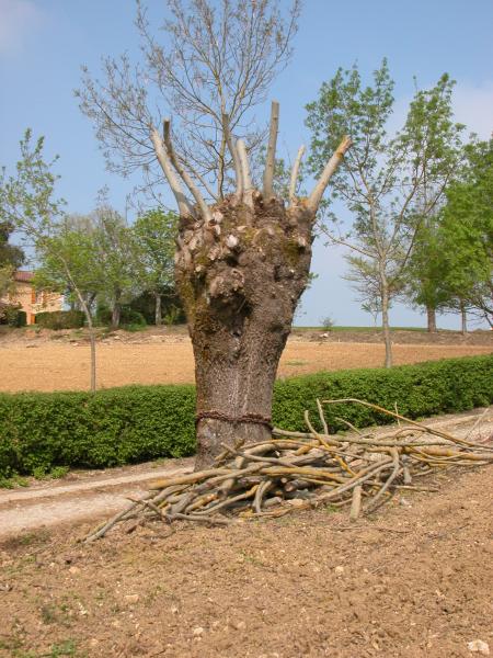 zuhaitzak_lepatu_mozkiatu_kapetatu_